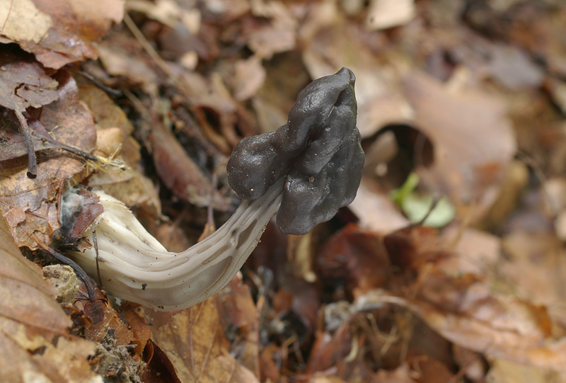 Helvella lacunosa